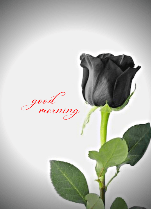 Good Morning Rose Image Photo HD DP Download for Whatsapp