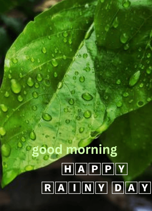 Rainy Good Morning Images HD Pics Download