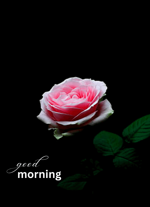 Rose Good Morning Flower Image DP