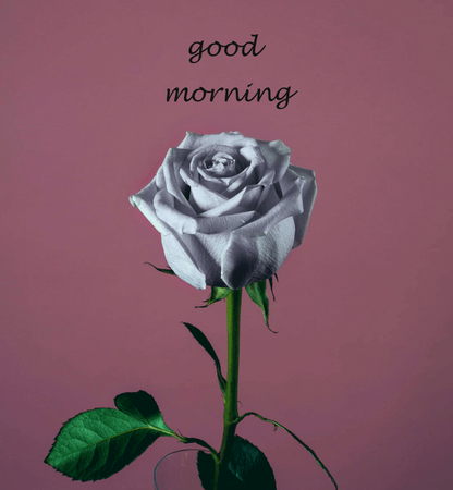 beautiful flower's good morning whatsapp image status