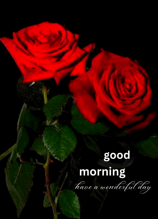 beautiful good morning rose WhatsApp pictures