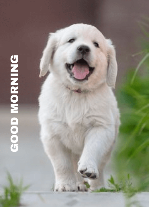 cute puppies saying good morning image