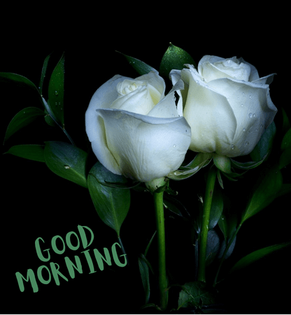 free good morning flower photos and whatsapp dp images