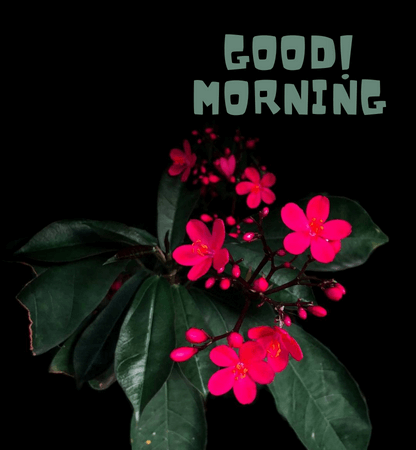 good morning beautiful flowers hd images