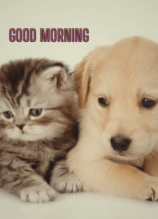 good morning cat and dog images