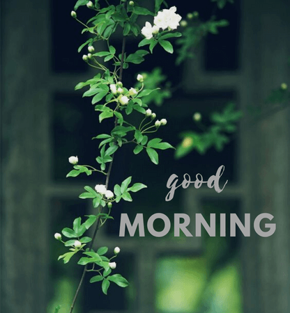 good morning flowers images with quotes