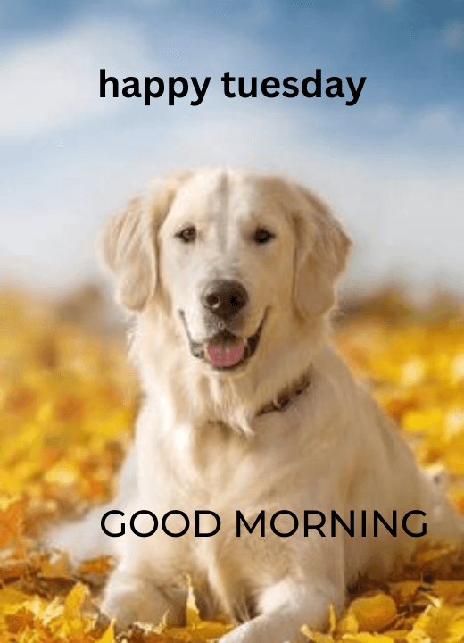good morning happy tuesday dog images