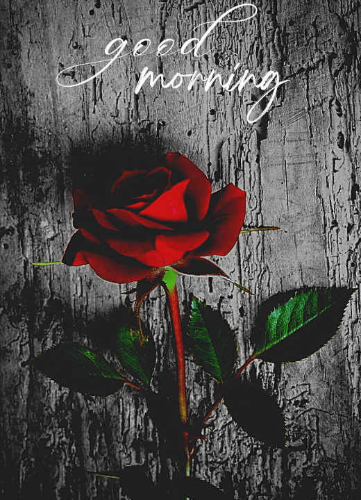 good morning have a nice day rose images