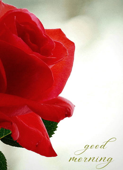good morning images with rose flowers and quotes