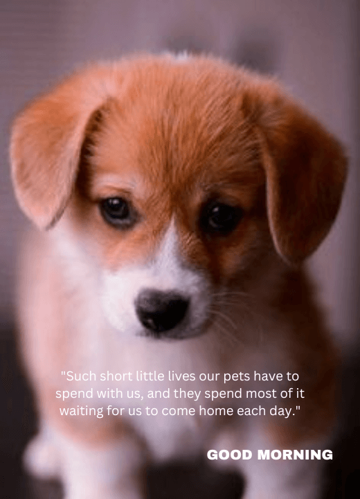 good morning quotes with dog images