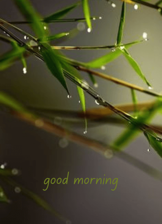 good morning rainy day image on WhatsApp
