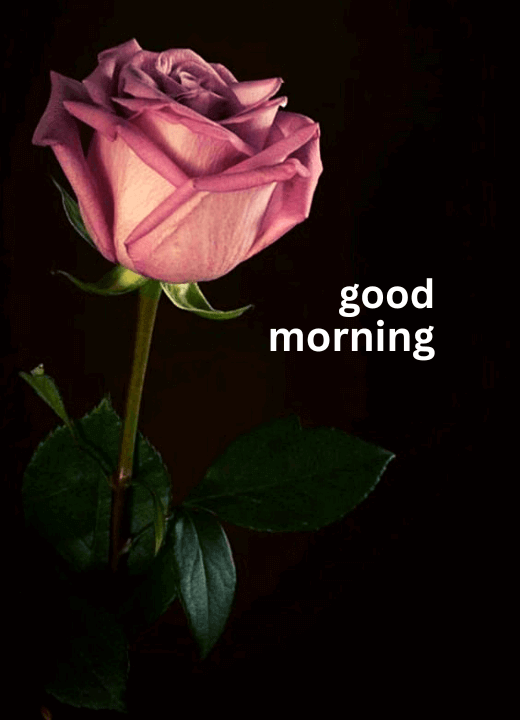 good morning red rose images with love