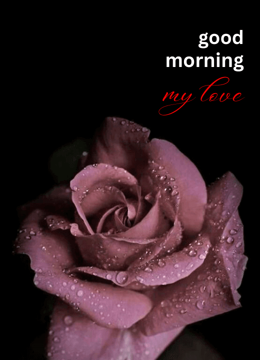 good morning romantic rose hd images