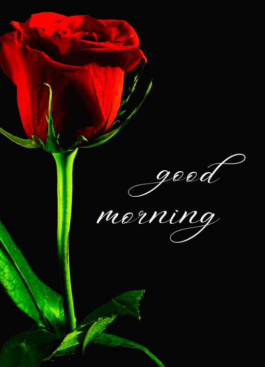 good morning rose flower images free download hd