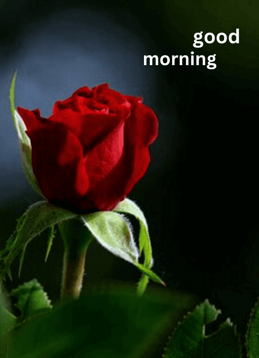 good morning rose tea images