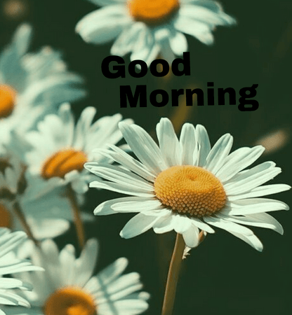 good morning images with white flowers