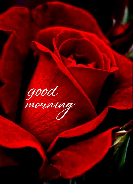 rose flower images good morning