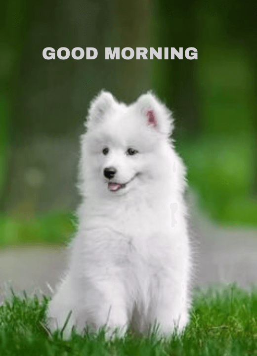 share good morning puppy photos on WhatsApp
