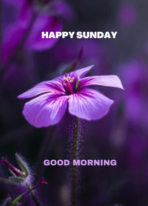Awesome Good Morning Sunday Images Free Download DP
