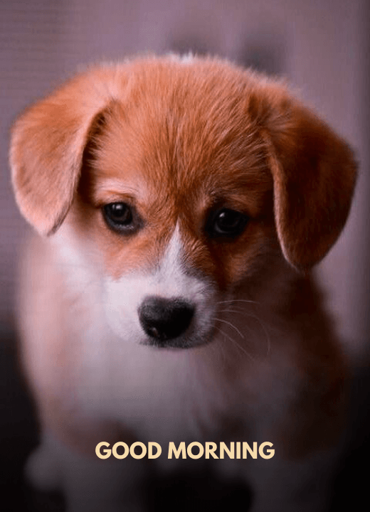 cute puppy pictures wallpaper for mobile good morning