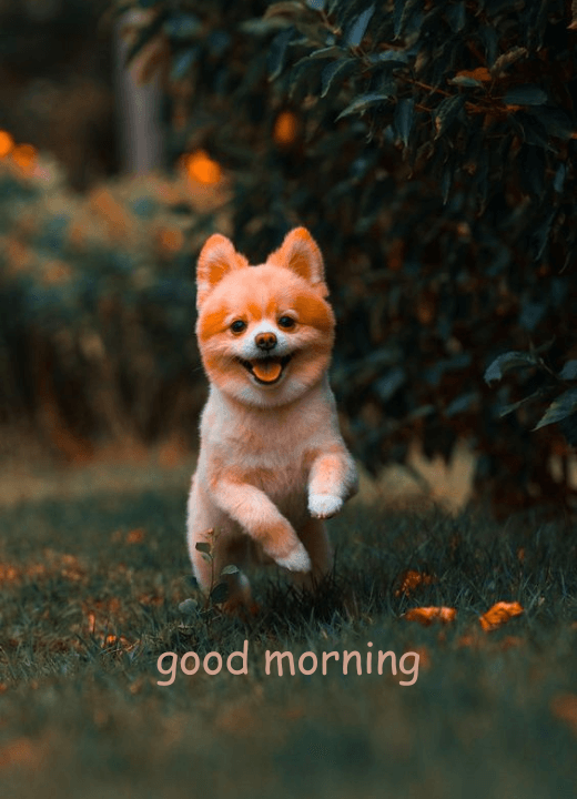 dogs or puppy good morning photos