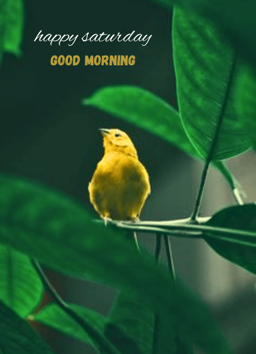 good morning happy saturday nature images