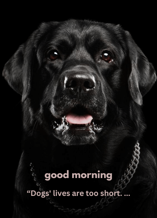 good morning messages with dog images