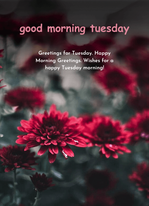 good morning tuesday flowers images and messages