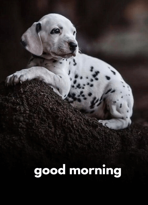 good morning wishes with dog images