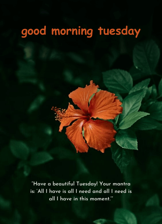 tuesday good morning images with quotes for whatsapp status