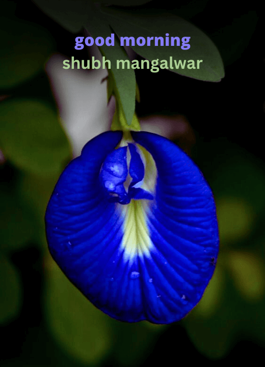 Happy Shubh Mangalwar Good Morning Images HD Download