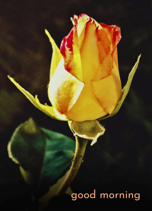 beautiful good morning yellow rose
