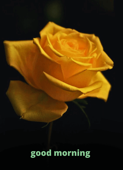 beautiful yellow roses good morning images