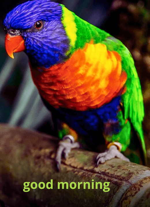 colourful birds good morning images