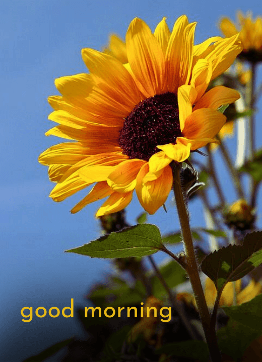 good morning beautiful sunflower images