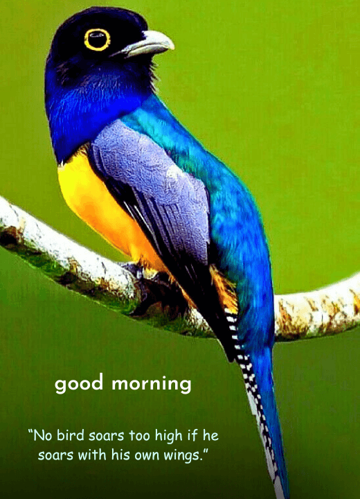 good morning birds images with quotes