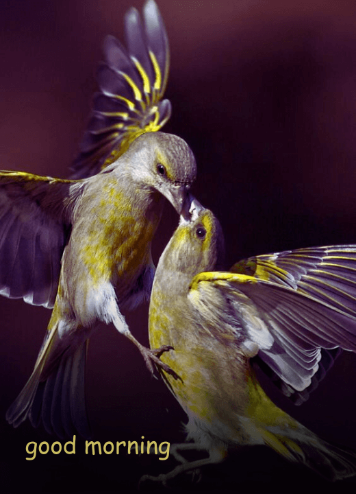 good morning birds kissing images