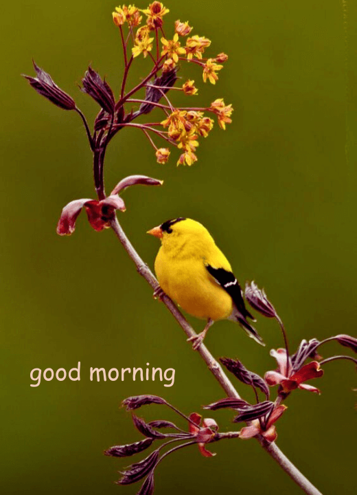 good morning early birds image