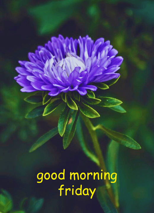 good morning friday flowers images