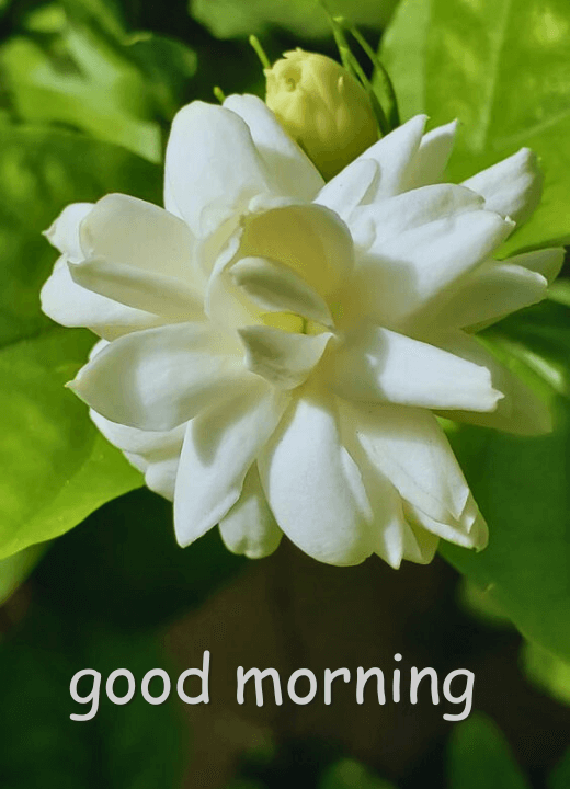 good morning images jasmine flowers