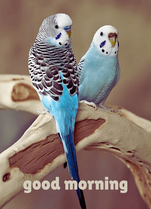 good morning images of birds and animals