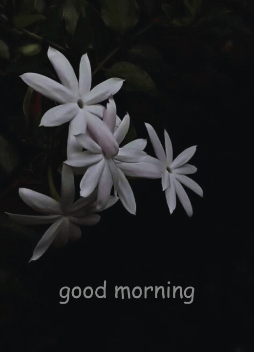 good morning images of jasmine flowers
