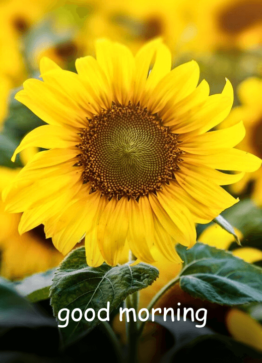 good morning images sunflower