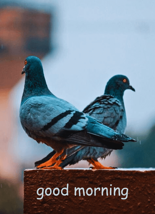 good morning images two birds