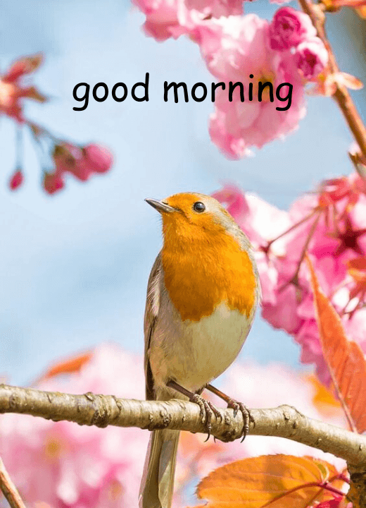 good morning images with birds and flowers