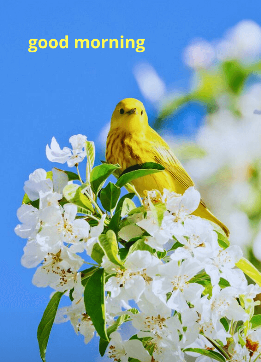good morning images with flowers and birds download