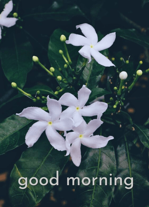 good morning images with jasmine flowers