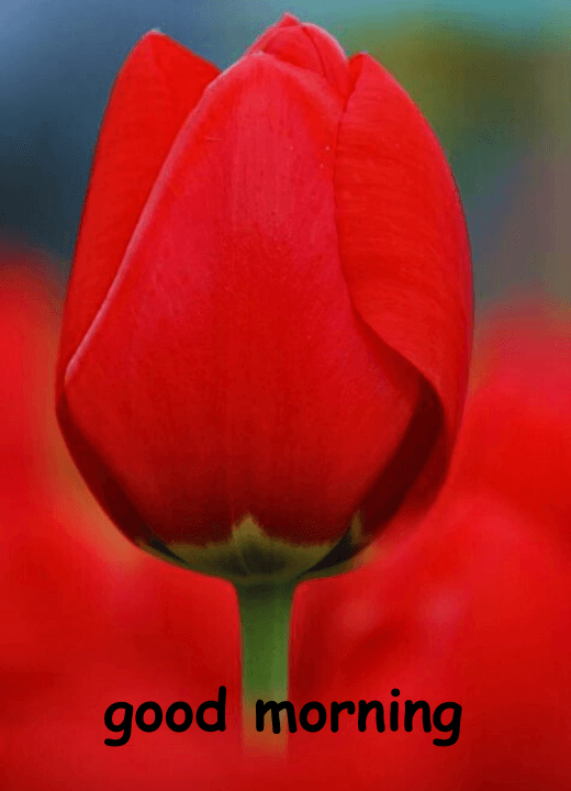 good morning images with tulip flowers hd