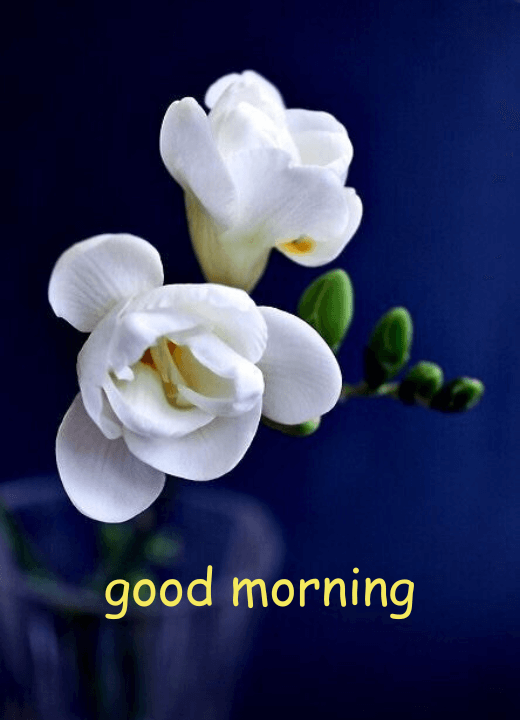 good morning images with white flowers