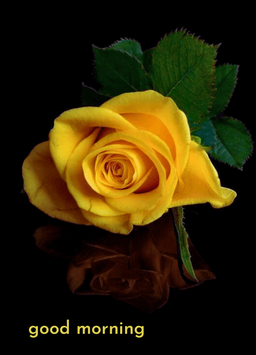 good morning images with yellow rose flower